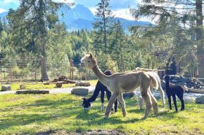 Tatrzańskie ZOO - dla dzieci - atrakcja dla dzieci - Zakopane